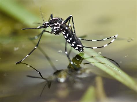 are there mosquitos in china in september